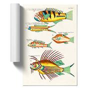 East Indies Fish Illustrations XV by Louis Renard Design | Unframed Wall Art Print | Ready to Frame Poster | Modern Home Decor Picture | Artwork for Living Room or Office | A4 (21x29.7 cm)