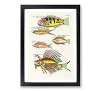East Indies Fish Illustrations XV by Louis Renard Framed Print | A2 Black Framed Wall Art | Ready to Hang | Modern Animal Picture | Living Room Bedroom Lounge Office