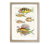 East Indies Fish Illustrations XV by Louis Renard Framed Print | A2 Oak Framed Wall Art | Ready to Hang | Modern Animal Picture | Living Room Bedroom Lounge Office