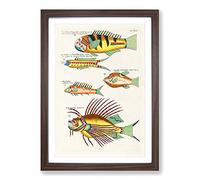 East Indies Fish Illustrations XV by Louis Renard Framed Print | A2 Walnut Framed Wall Art | Ready to Hang | Modern Animal Picture | Living Room Bedroom Lounge Office
