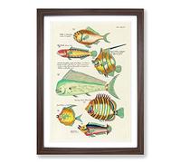 East Indies Fish Illustrations XVI by Louis Renard Framed Print | A2 Walnut Framed Wall Art | Ready to Hang | Modern Animal Picture | Living Room Bedroom Lounge Office