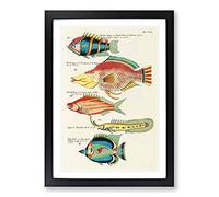 East Indies Fish Illustrations XVII by Louis Renard Framed Print | A2 Black Framed Wall Art | Ready to Hang | Modern Animal Picture | Living Room Bedroom Lounge Office