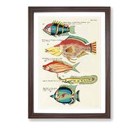 East Indies Fish Illustrations XVII by Louis Renard Framed Print | A2 Walnut Framed Wall Art | Ready to Hang | Modern Animal Picture | Living Room Bedroom Lounge Office