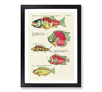 East Indies Fish Illustrations XVIII by Louis Renard Framed Print | A2 Black Framed Wall Art | Ready to Hang | Modern Animal Picture | Living Room Bedroom Lounge Office