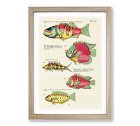 East Indies Fish Illustrations XVIII by Louis Renard Framed Print | A2 Oak Framed Wall Art | Ready to Hang | Modern Animal Picture | Living Room Bedroom Lounge Office
