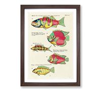 East Indies Fish Illustrations XVIII by Louis Renard Framed Print | A2 Walnut Framed Wall Art | Ready to Hang | Modern Animal Picture | Living Room Bedroom Lounge Office