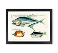East Indies Fish Illustrations XXIX by Louis Renard Framed Print Black A2