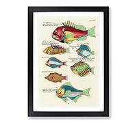 East Indies Fish Illustrations XXV by Louis Renard Framed Print | A2 Black Framed Wall Art | Ready to Hang | Modern Animal Picture | Living Room Bedroom Lounge Office