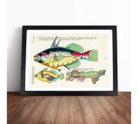 East Indies Fish Illustrations XXVIII by Louis Renard Framed Print A2 Black