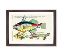 East Indies Fish Illustrations XXVIII by Louis Renard Framed Print | A2 Walnut Framed Wall Art | Ready to Hang | Modern Animal Picture | Living Room Bedroom Lounge Office