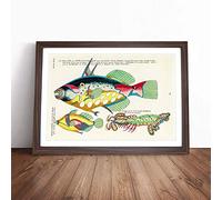 East Indies Fish Illustrations XXVIII by Louis Renard Framed Wall Art Picture Print - Canvas Painting - Modern Home Décor Poster - Ready to Hang for Living Room Bedroom - Walnut A2 (48 x 66 cm)