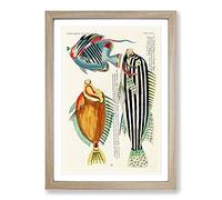 East Indies Fish Illustrations XXXI by Louis Renard Framed Print | A2 Oak Framed Wall Art | Ready to Hang | Modern Animal Picture | Living Room Bedroom Lounge Office
