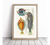 East Indies Fish Illustrations XXXI by Louis Renard Framed Wall Art Picture Print - Canvas Painting - Modern Home Décor Poster - Ready to Hang for Living Room Bedroom Kitchen - Oak A4 (27 x 36 cm)
