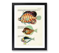 East Indies Fish Illustrations XXXVIII by Louis Renard Framed Print | A2 Black Framed Wall Art | Ready to Hang | Modern Animal Picture | Living Room Bedroom Lounge Office
