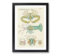 East Indies Lobster & Crab Illustrations LI by Louis Renard Framed Print | A2 Black Framed Wall Art | Ready to Hang | Modern Animal Picture | Living Room Bedroom Lounge Office