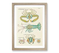 East Indies Lobster & Crab Illustrations LI by Louis Renard Framed Print | A2 Oak Framed Wall Art | Ready to Hang | Modern Animal Picture | Living Room Bedroom Lounge Office