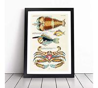 East Indies Lobster Fish Crab XLVII by Louis Renard Framed Print A2 Black