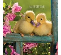 Easter 5 Card Pack - Cute Easter Chicks