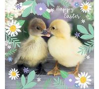 Easter 5 Card Pack - Easter Chick