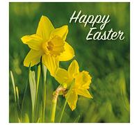 Easter Cards - Spring Daffodils, pack of 5, with white envelopes and greeting inside. Easter cards for all the family, by Just Cards Direct