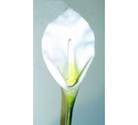 Easter Lily 30ml Dosage Flower Essence prepered from FES Stock essences