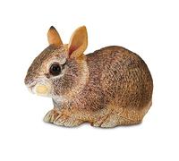 Eastern Cottontail Rabbit Baby