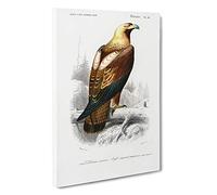 Eastern Imperial Eagle Illustration by Charles d' Orbigny Canvas Print | Gallery Wrapped 30mm Frame Wall Art | 30x20 inches | Ready to Hang | Modern Animals Picture | Living Room Bedroom Lounge Office