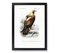Eastern Imperial Eagle Illustration by Charles d' Orbigny Framed Print | A2 Black Framed Wall Art | Ready to Hang | Modern Animal Picture | Living Room Bedroom Lounge Office