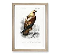 Eastern Imperial Eagle Illustration by Charles d' Orbigny Framed Print | A2 Oak Framed Wall Art | Ready to Hang | Modern Animal Picture | Living Room Bedroom Lounge Office