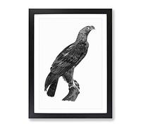 Eastern Imperial Eagle Vintage Framed Print | A2 Black Framed Wall Art | Ready to Hang | Classic Animal Picture | Living Room Bedroom Lounge Office