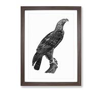 Eastern Imperial Eagle Vintage Framed Print | A4 Walnut Framed Wall Art | Ready to Hang | Classic Animal Picture | Living Room Bedroom Lounge Office
