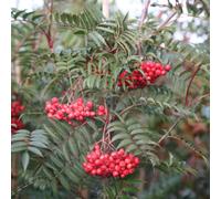 Eastern Promise Mountain Ash Whitebeam Tree Outdoor Ornamental Sorbus 12L Pot Plant Theory Green One Size