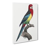 Eastern Rosella Parrot By F. Levaillant Canvas Print | Gallery Wrapped 30mm Frame Wall Art | 20x14 inches | Ready to Hang | Retro Animals Picture | Living Room Bedroom Lounge Office