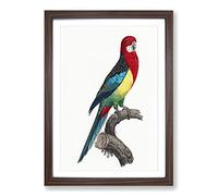 Eastern Rosella Parrot by F. Levaillant Framed Print | A2 Walnut Framed Wall Art | Ready to Hang | Modern Animal Picture | Living Room Bedroom Lounge Office