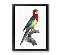 Eastern Rosella Parrot By F. Levaillant Vintage Framed Print | A3 Black Framed Wall Art | Ready to Hang | Classic Animal Picture | Living Room Bedroom Lounge Office