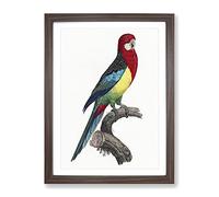 Eastern Rosella Parrot By F. Levaillant Vintage Framed Print | A4 Walnut Framed Wall Art | Ready to Hang | Classic Animal Picture | Living Room Bedroom Lounge Office