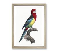 Eastern Rosella Parrot By F. Levaillant Vintage Framed Wall Art Print, Ready to Hang Picture for Living Room Bedroom Home Office Décor, Oak A2 (64 x 46 cm)