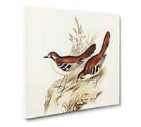 Eastern Scrub Robin Birds by Elizabeth Gould Canvas Print | Gallery Wrapped 30mm Frame Wall Art | 20x20 inches | Ready to Hang | Retro Bird Picture | Living Room Bedroom Lounge Office