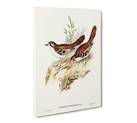 Eastern Scrub Robin Birds By Elizabeth Gould Canvas Print | Gallery Wrapped 30mm Frame Wall Art | 30x20 inches | Ready to Hang | Retro Bird Picture | Living Room Bedroom Lounge Office