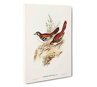 Eastern Scrub-Robin Birds by Elizabeth Gould Canvas Print | Gallery Wrapped 30mm Frame Wall Art | 30x20 inches | Ready to Hang | Modern Bird Picture | Living Room Bedroom Lounge Office