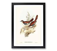 Eastern Scrub-Robin Birds by Elizabeth Gould Framed Print | A2 Black Framed Wall Art | Ready to Hang | Modern Animal Picture | Living Room Bedroom Lounge Office