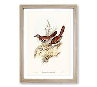 Eastern Scrub-Robin Birds by Elizabeth Gould Framed Print | A2 Oak Framed Wall Art | Ready to Hang | Modern Animal Picture | Living Room Bedroom Lounge Office