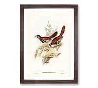 Eastern Scrub-Robin Birds by Elizabeth Gould Framed Print | A2 Walnut Framed Wall Art | Ready to Hang | Modern Animal Picture | Living Room Bedroom Lounge Office