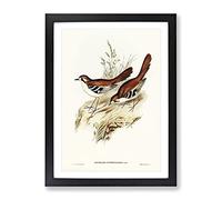 Eastern Scrub Robin Birds By Elizabeth Gould Vintage Framed Print | A3 Black Framed Wall Art | Ready to Hang | Classic Animal Picture | Living Room Bedroom Lounge Office