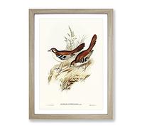 Eastern Scrub Robin Birds By Elizabeth Gould Vintage Framed Print | A3 Oak Framed Wall Art | Ready to Hang | Classic Animal Picture | Living Room Bedroom Lounge Office