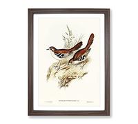 Eastern Scrub Robin Birds By Elizabeth Gould Vintage Framed Print | A4 Walnut Framed Wall Art | Ready to Hang | Classic Animal Picture | Living Room Bedroom Lounge Office