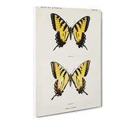 Eastern Tiger Swallowtail Butterfly By S.F. Denton Vintage Canvas Wall Art Print Ready to Hang, Framed Picture for Living Room Bedroom Home Office Décor, 24x16 Inch (60x40 cm)