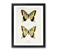 Eastern Tiger Swallowtail Butterfly By S.F. Denton Vintage Framed Print | A2 Black Framed Wall Art | Ready to Hang | Classic Animal Picture | Living Room Bedroom Lounge Office