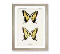 Eastern Tiger Swallowtail Butterfly By S.F. Denton Vintage Framed Print | A4 Oak Framed Wall Art | Ready to Hang | Classic Animal Picture | Living Room Bedroom Lounge Office