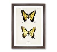 Eastern Tiger Swallowtail Butterfly By S.F. Denton Vintage Framed Print | A4 Walnut Framed Wall Art | Ready to Hang | Classic Animal Picture | Living Room Bedroom Lounge Office